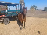 母马, Horses — 照片 1