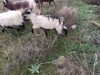 Cabras (lote, sexo no especificado), Saanen goat — foto 3