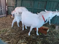 Chèvre, Pomellata goat — photo 4