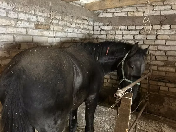 Horse (M), Horses