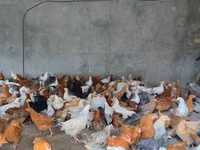 Chickens — foto 4