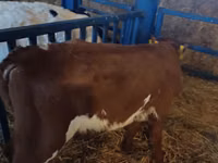 Boğa, Simmental cattle — foto 3