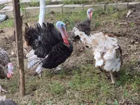 Turkeys — Foto 3