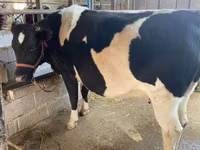 İnek, Holstein ırkı — foto 7