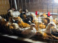 Chickens — foto 6