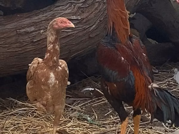 Chickens — Azerbaïdjan