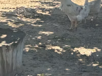 Turkeys — zdjęcie 4