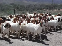Echkilar (partiya, jinsi ko‘rsatilmagan), Boer goat — 3-rasm