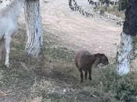 பெண் ஆடு, Dorper sheep — புகைப்படம் 3