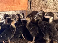 Ducks — الصورة 2