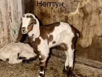Oğlak, Kamori goats — foto 1