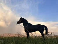 Horse (M), Horses — photo 3