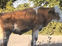 İnek, Simmental cattle — foto 6