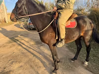 Cavalo, Cavalos — foto 2