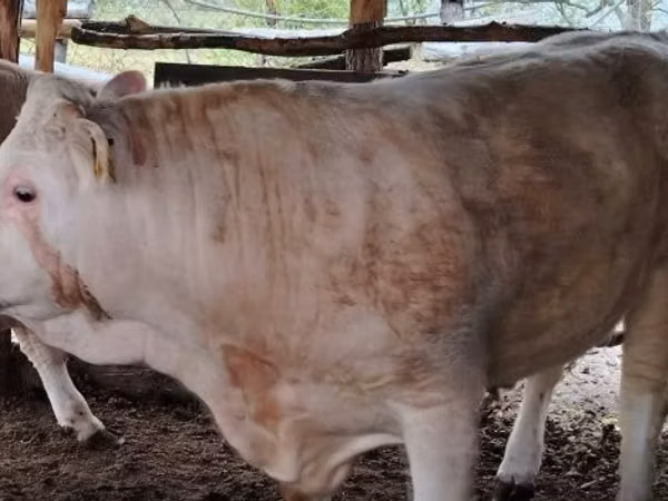 Býk, Simmental cattle