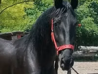 Toychoq, Friesian — 2-rasm