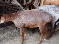 绵羊（批次，未指定性别）, Sheep — 照片 1