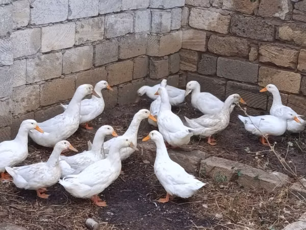 Ducks — Ozarbayjon