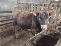 Boğa, Jersey ırkı — foto 2