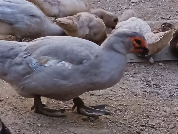 Ducks