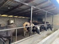 Сиыр, Russian Black pied cattle — 2-сурет