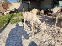 Keçiler (parti, cinsiyet belirtilmedi), Keçiler — foto 1