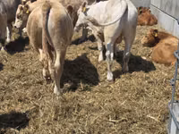 公牛, Limousin cow — 照片 2