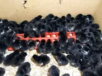 Australorp — photo 1