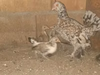 Жапон бентам — 2-сурет