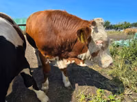 Bull, Swiss cattle — photo 5