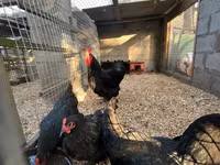 澳洲黑 — 照片 4