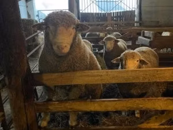 Qoʻchqor, Ile-de-France sheep