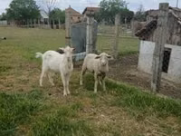 Baran, Merino sheep — zdjęcie 1