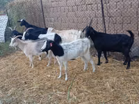 Kozel, Saanen goat — foto 2
