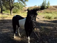 خيول (دفعة، الجنس غير محدد), American shetland pony — الصورة 4