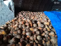 Անասնակեր բազուկ, ճակնդեղ — zdjęcie 2