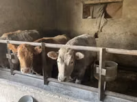İnek, Russian Black pied cattle — foto 2