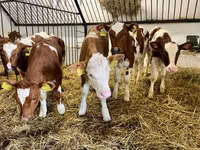 Krava, Simmental cattle — foto 2