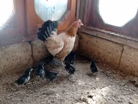 Chickens — Foto 4