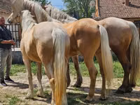 Yegua, Caballos — foto 7