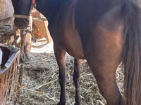 Jument, Chevaux — photo 4