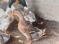 Ducks — zdjęcie 2