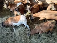 母羊, Sheep — 照片 5