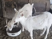 Koza, Kozy — foto 4