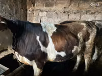 Boğa, Simmental cattle — foto 4