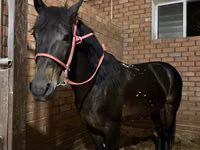 Kůň, Koně — foto 3