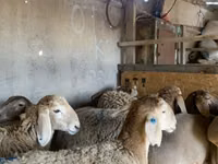 نعجة, Arashan sheep — الصورة 1