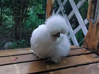 Chickens — foto 3
