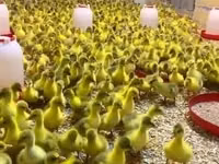 Geese — foto 2