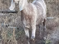 Echki, Beetal goats — 2-rasm